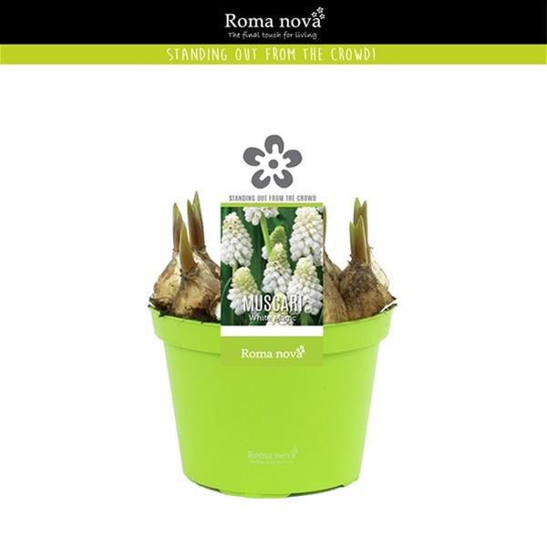 Muscari armeniacum White Magic