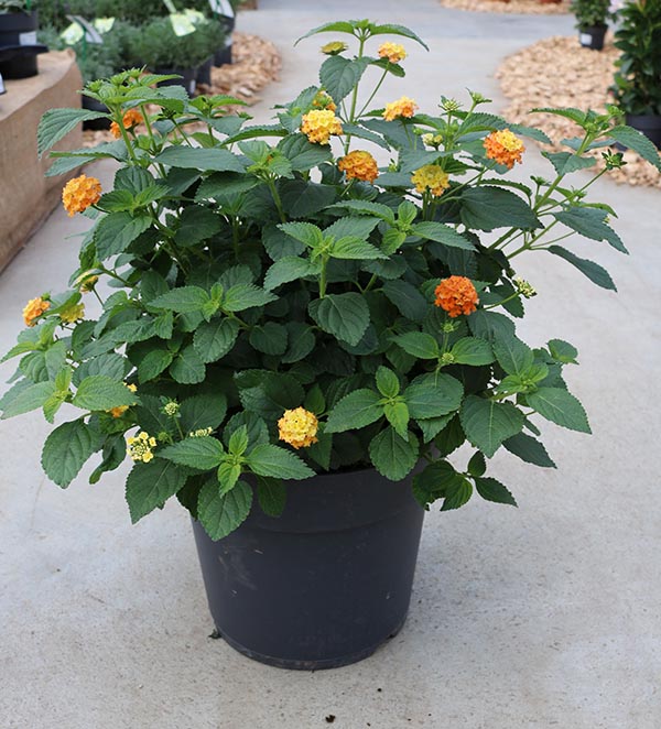 Lantana camara Orange