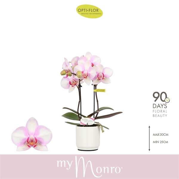 Phalaenopsis hybrida Mymonro Make Up In Piemonte White
