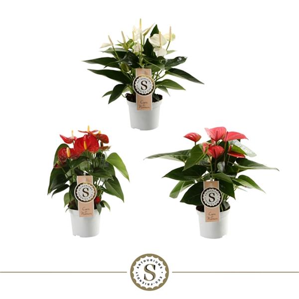 Anthurium andreanum Mix