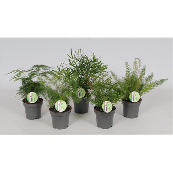 Asparagus densiflorus Mix