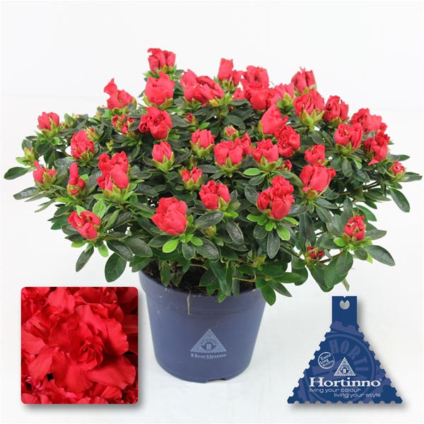 Azalea simsii Hortino Yankadi Scarlata