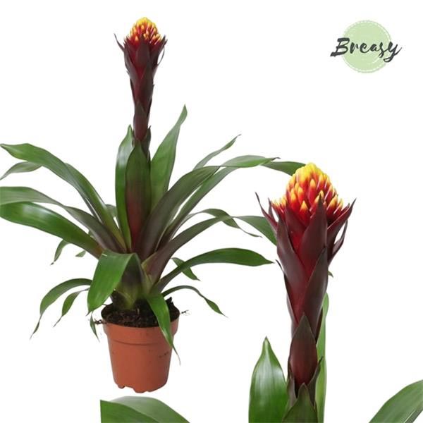 Guzmania hybrida Rockyflower Akabar
