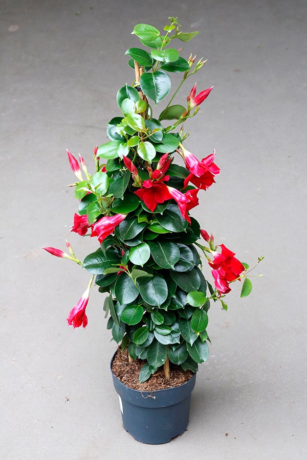 Dipladenia hybrida Red Sundeville