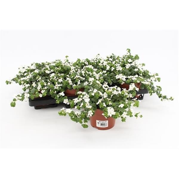 Bacopa caroliniana Weiss