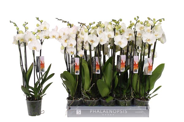 Phalaenopsis hybrida Weiss 25+