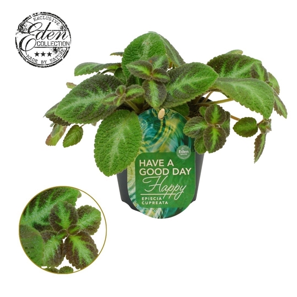 Episcia cupreata Neon Suprise