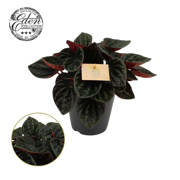 Peperomia caperata Rojo Grande