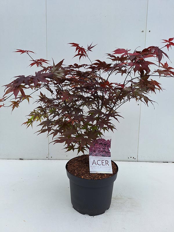 Acer palmatum Bloodgood