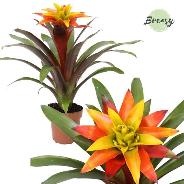 Guzmania hybrida Fiero Yellow