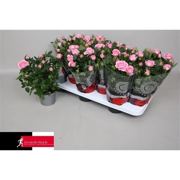 Rosa hybrida Elysium