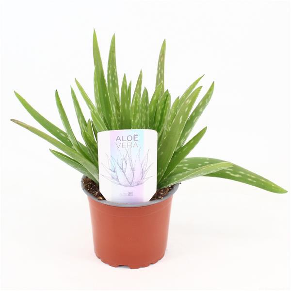 Aloe vera Barbadensis Verzweigt