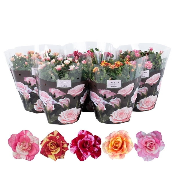 Rosa hybrida Mix