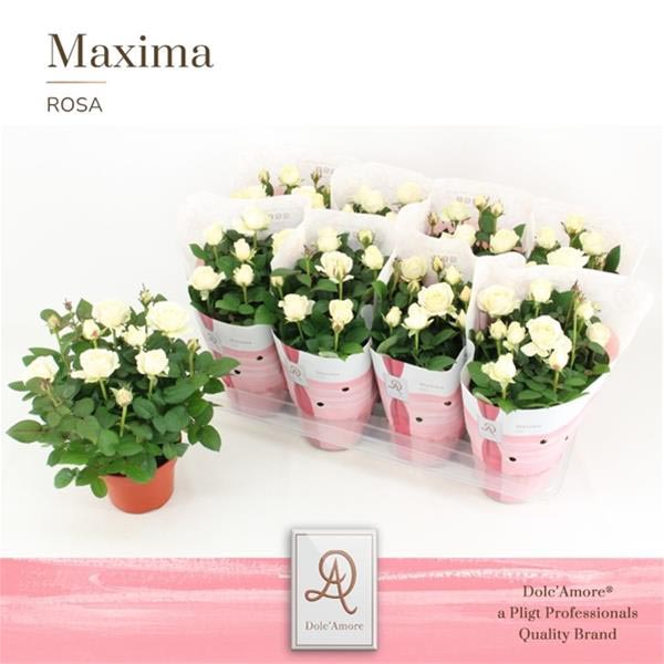Rosa hybrida Infinity Weiss