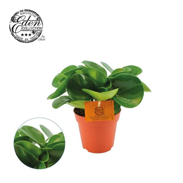 Peperomia obtusifolia GREEN