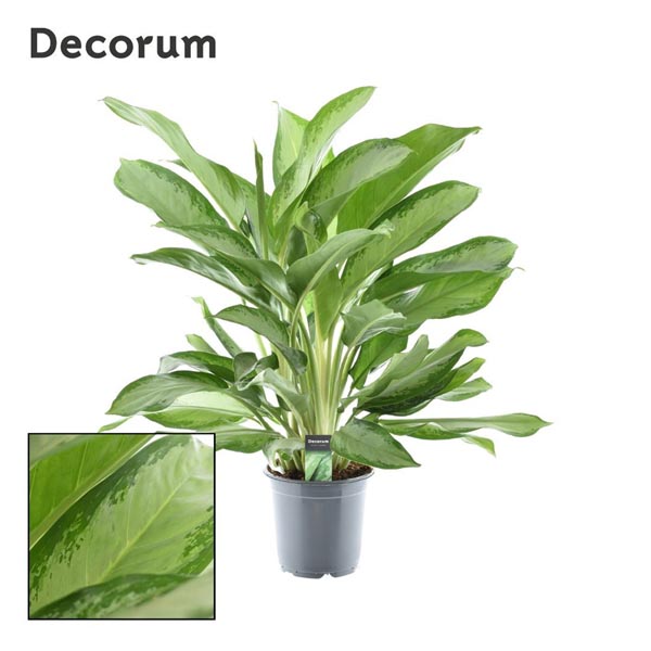 Aglaonema commutatum Cleopatra