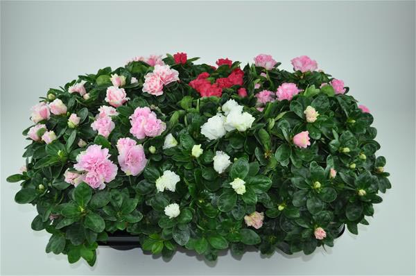 Azalea simsii MIX