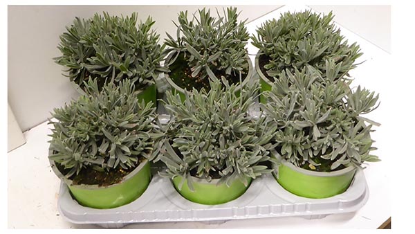 Lavandula angustifolia