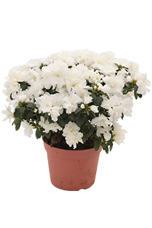 Azalea simsii Darius