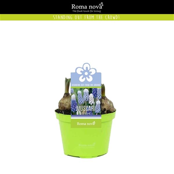 Muscari armeniacum Twin weiß-blau