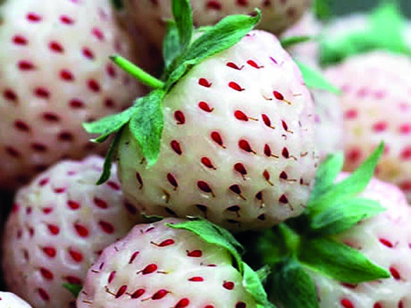 Fragaria ananassa Ananaserdbeere