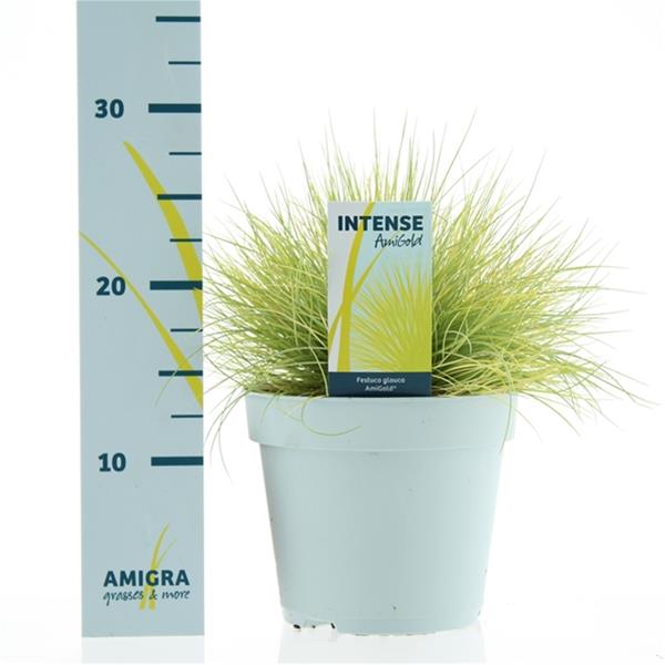 Festuca glauca AmiGold
