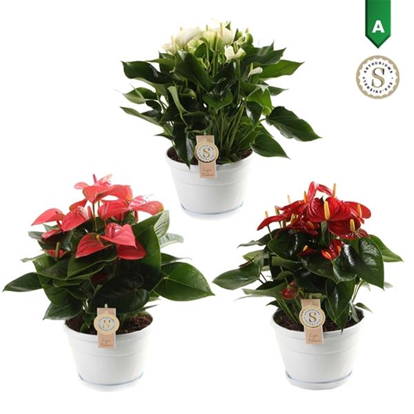 Anthurium andreanum Mix