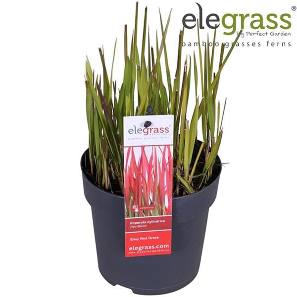 Imperata cylindrica Red Baron