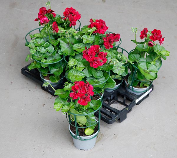 Pelargonium peltatum Burgund gefüllt