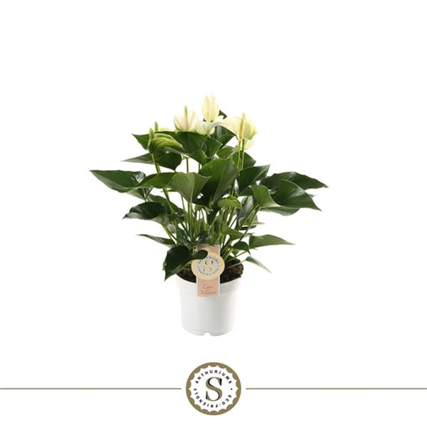 Anthurium andreanum White champion