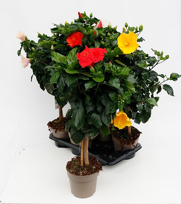 Hibiscus rosa-sinensis Mix