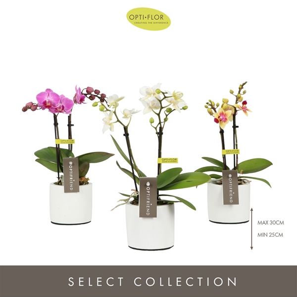 Phalaenopsis hybrida Mixtray In Piemonte White