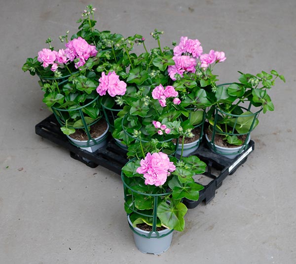 Pelargonium peltatum Violett Gefüllt