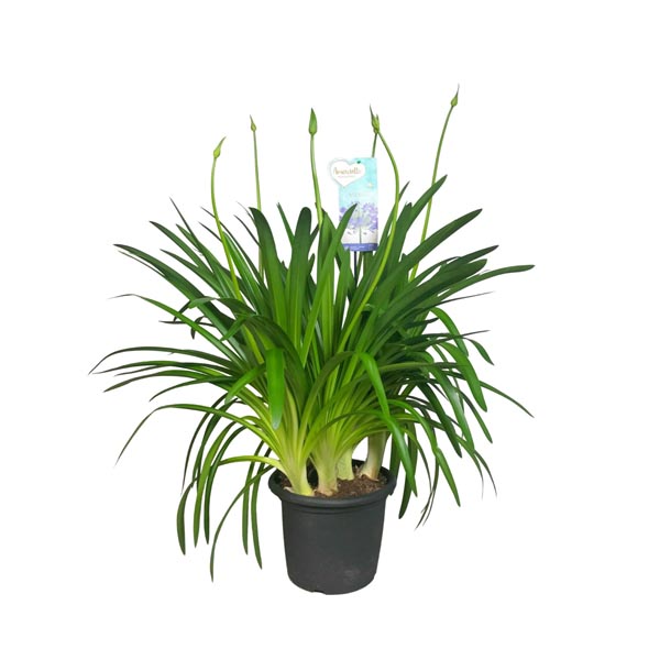 Agapanthus africanus Big Blue