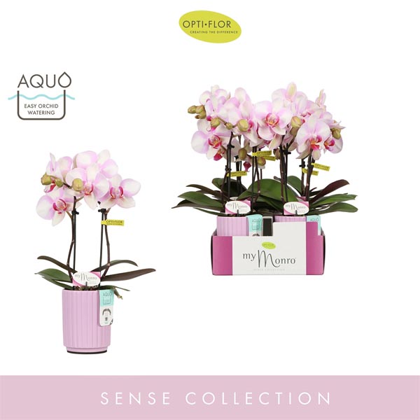 Phalaenopsis hybrida Mymonro In Lilac Molise