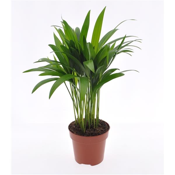 Areca catechu Lutescens