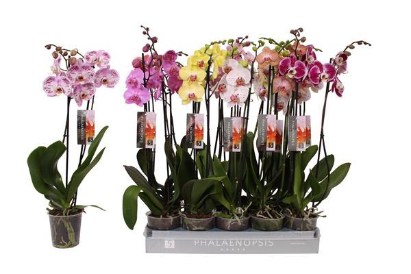 Phalaenopsis hybrida Mix 18+ 60cm