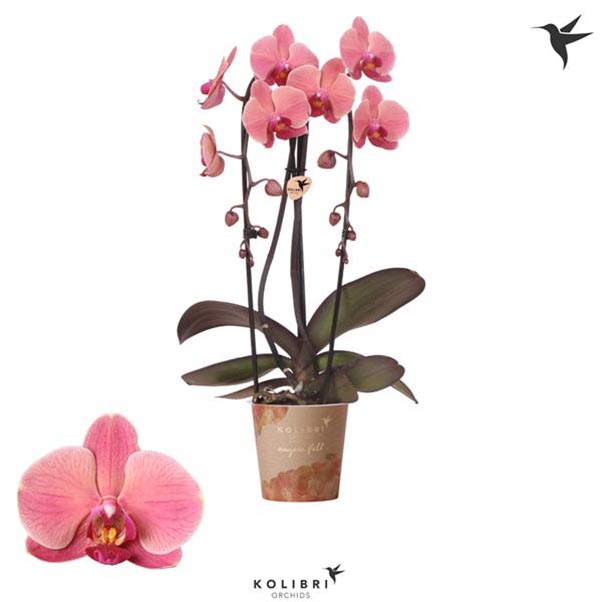 Phalaenopsis hybrida Cascade Narbonne