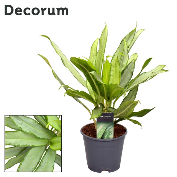 Aglaonema commutatum White lance