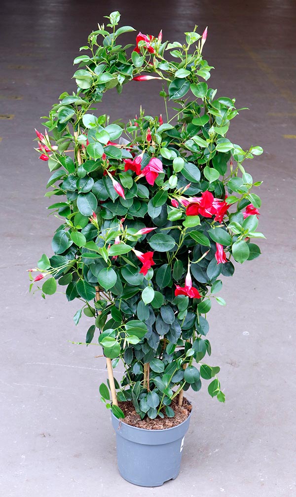 Dipladenia hybrida Red Sundeville