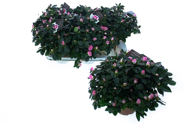 Azalea simsii Hülsten