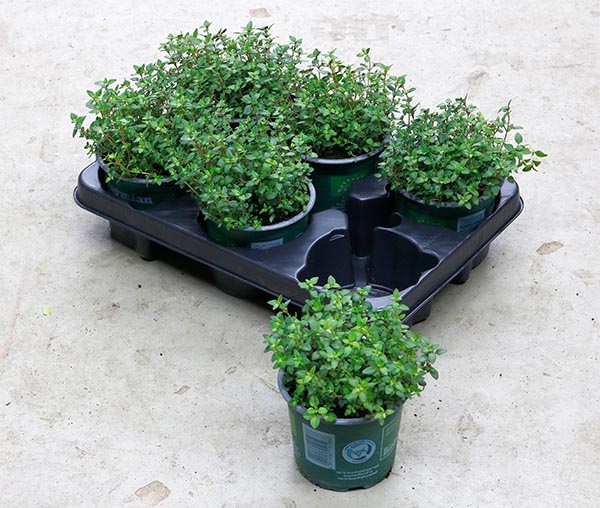 Thymus vulgaris Thymian Bio