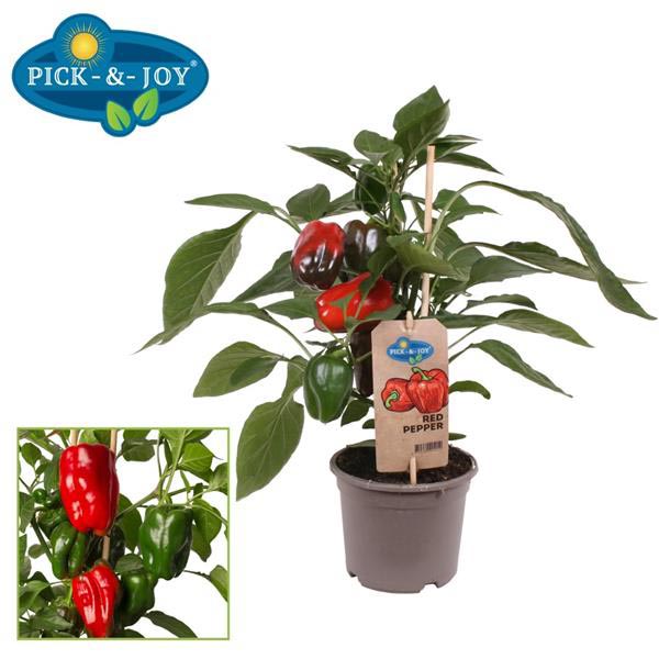 PICK-&-JOY Red Pepper