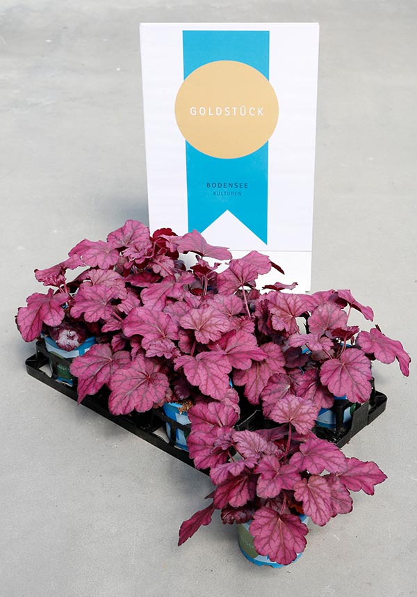 Heuchera hybrida Wild Rose