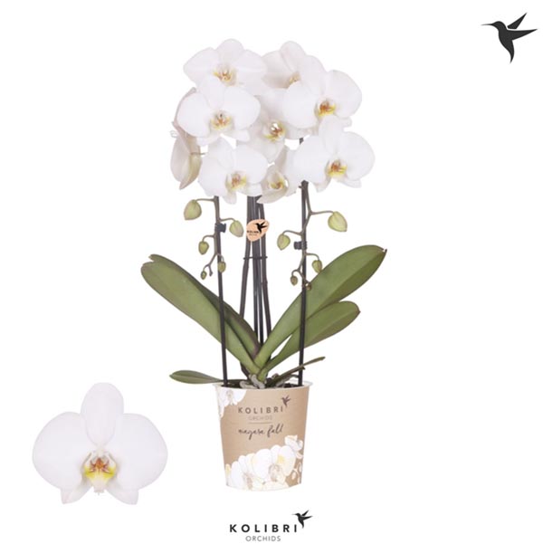 Phalaenopsis hybrida Cascade Weiss