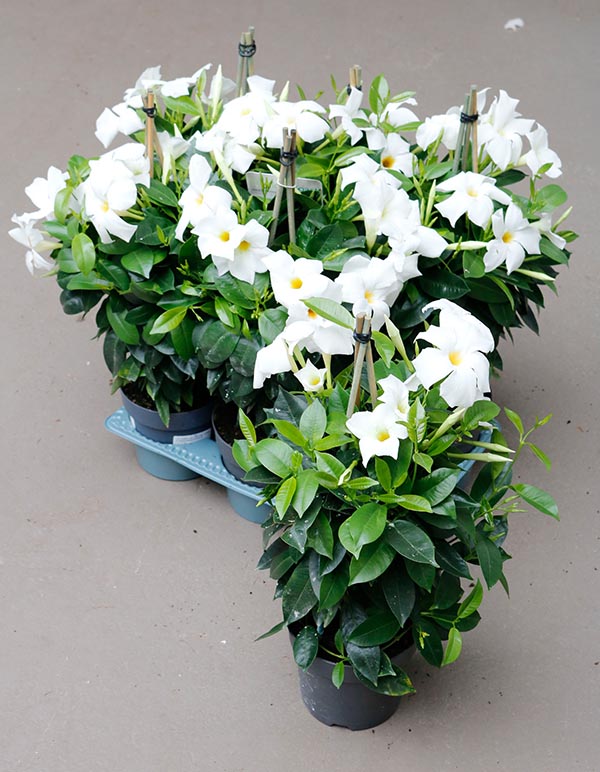 Dipladenia hybrida White Sundeville