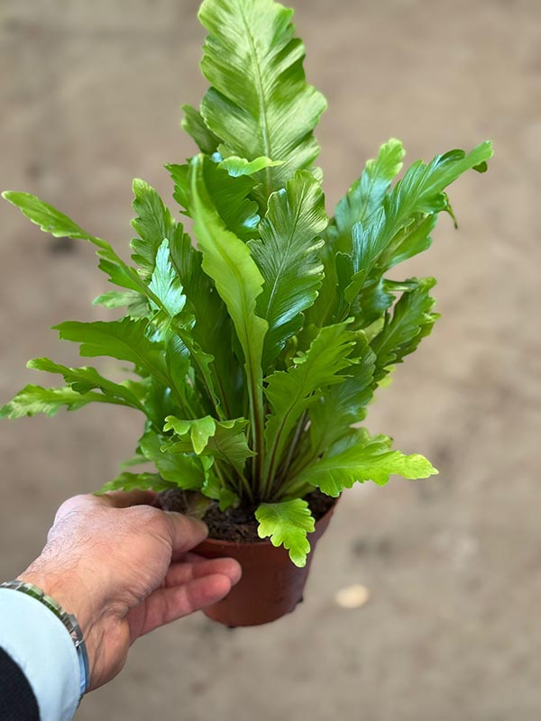 Asplenium nidus Campio