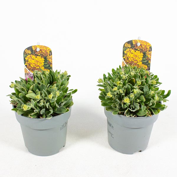 Alyssum saxatile gelb