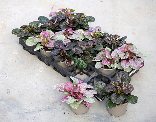 Ajuga reptans Mix