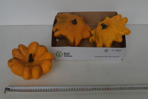 Cucurbita pepo Kürbis Flying Saucer